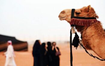 Camelos com botox são desclassificados de concurso de beleza