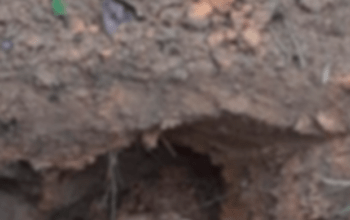 Topógrafos encontram corpos enterrados de cabeça para baixo