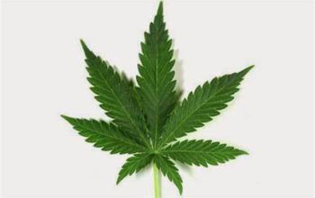 Dentista pesquisa “como comprar maconha” na web e perde R$ 200 mil