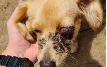 Idoso é preso após agredir cão com pedaço de pau por “bagunça” - vídeo