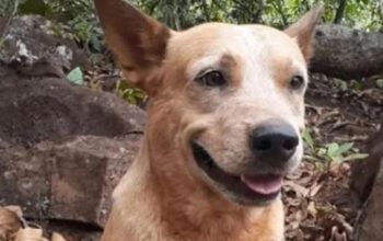 Vídeo. Advogado é preso após matar cachorro com tiro na cabeça