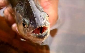 Ataque de piranhas mata dois homens no Paraguai em 48 horas