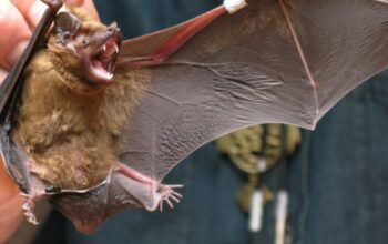 Biólogos chineses de Wuhan detectam novo tipo de coronavírus em morcegos na África do Sul