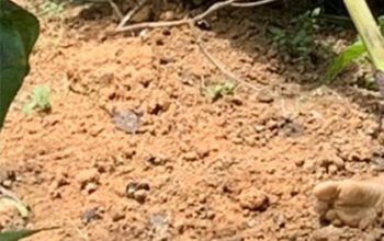 Homem é flagrado aliciando menina de quatro anos e é morto à facada pelo pai