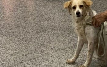 Homem que abusava sexualmente de cadela é preso no bairro Compensa