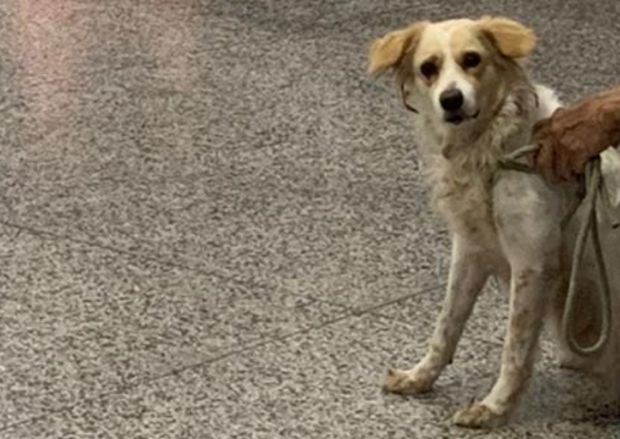 Homem que abusava sexualmente de cadela é preso no bairro Compensa