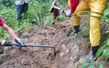 No Iranduba, corpo de adolescente é encontrado enterrado em área de plantação de abacaxi