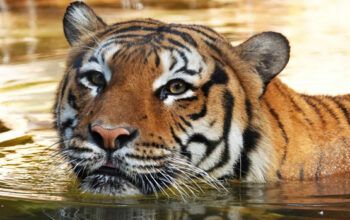 Tigre é morto a tiros após atacar homem em zoológico na Flórida