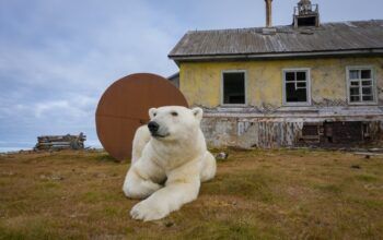 Ursos polares se apoderam de estação meteorológica abandonada na Rússia