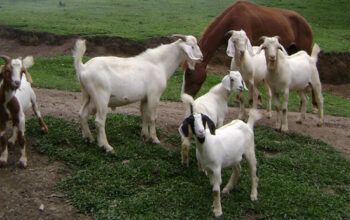 Projeto pra reduzir impostos e o preço do combustível é que nem "rabo de cabra", diz Praciano