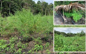 Polícia destrói 2 mil pés de maconha no rio Parauari no município de Maués