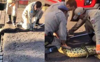 Sucuri de quatro metros engole cachorro e é capturada pelos bombeiros
