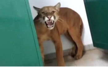 'Tremi igual uma vara verde', diz garoto que achou onça em banheiro de escola