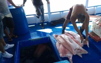 6 toneladas de pescado ilegal dentro de embarcação no município de Coari