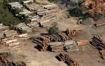 Juiz que soltou Milton Ribeiro liberou madeira ilegal na Amazônia