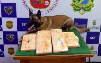 Quase 10kg de maconha é encontrada em lixeira de embarcação oriunda de Fonte Boa