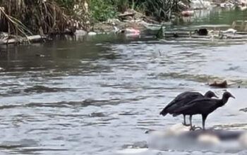 Corpo de homem atacado por urubus  é encontrado sendo  em igarapé