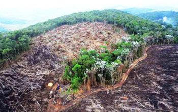 "Manaus é tanto uma floresta em ruínas quanto as ruínas de uma ideia de país"