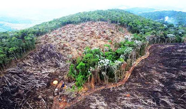 "Manaus é tanto uma floresta em ruínas quanto as ruínas de uma ideia de país"