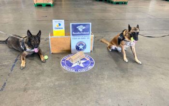 Receita Federal apreende haxixe, pasta de maconha e ecstasy em tênis e caixa de leite em Manaus