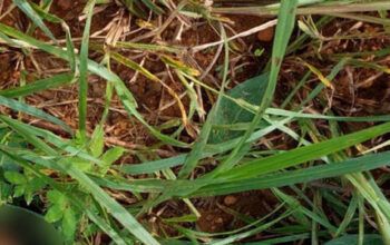 Garçom é sequestrado e executado no Iranduba