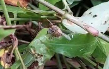 Abelhas causam pânico em Parintins e matam animais domésticos