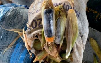 Em Benjamin Constant polícia casal é preso com 37 kg de cocaína em espiga de milho e raízes de macaxeiras