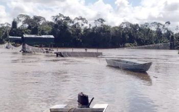 Grupo de garimpeiros é preso por trocar tiros com PMs na Terra Yanomami