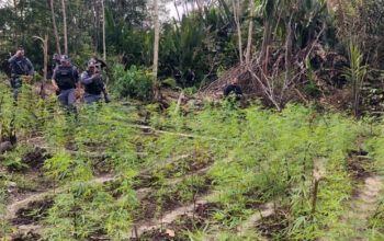 Em Autazes, polícia destrói plantação de maconha no ramal do Arumã; um homem foi preso