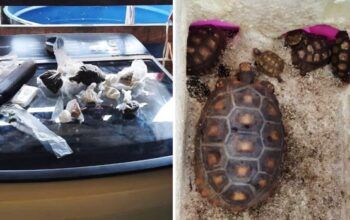 Homem é preso em Humaitá por tráfico de drogas e crimes ambientais