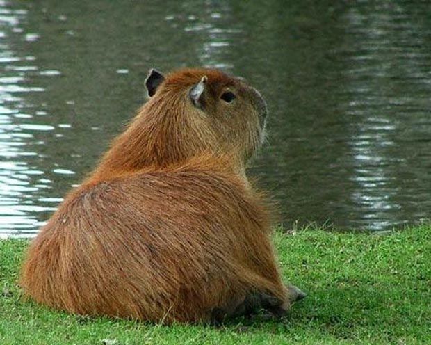 Além da capivara Filó: a imensa lista de animais ilegais de Agenor