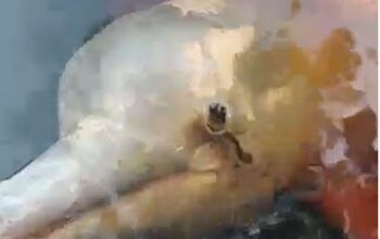 Vídeo - Boto com zagaia cravada no olho preocupa ribeirinha de Novo Airão que pede socorro