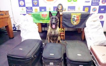 Droga avaliada em R$ 2 milhões é apreendida em sacos de banana no porto de Coari