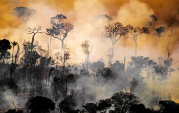  Lábrea assumiu o primeiro lugar das cidades com maior área desmatada no Brasil