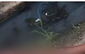 Travesti é assassinada à facada no peito em Manaus e jogada na zona norte