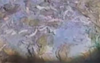 Dupla é encontrada morta com pescoço cortado em igarapé de Manaus