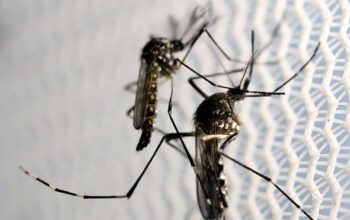 Brasil é país com mais casos de dengue no mundo, alerta OMS