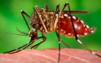 Brasil ultrapassa a meio milhão de 500 casos e 75 mortes por dengue em 2024