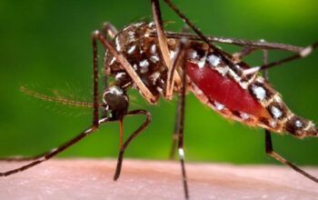 Manaus de mais 10 municípios do Amazonas deverão entrar no calendário de vacinação contra a dengue; confira relação
