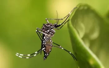 Brasil passa de 4 milhões de casos de dengue; mortes chegam a 1.937