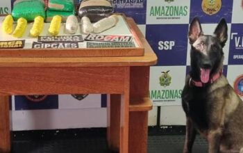 Cadela Athena da PMAM localiza mais de 8kg de cocaína em embarcação em Coari