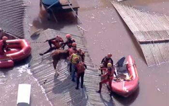 Cavalo Caramelo que ficou ilhado em Canoas é resgatado pelo Exército