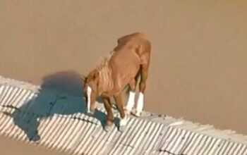 Exército está mobilizado para salvar cavalo “caramelo”, diz Janja