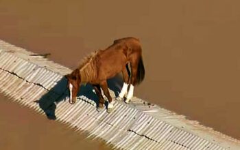 Fachin dá 10 dias para governador gaúcho Eduardo Leite explicar flexibilização em lei ambiental no RS