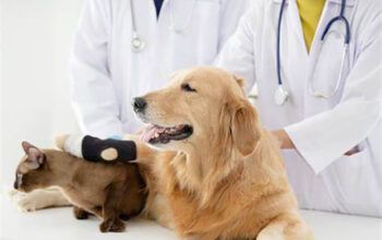 STF derruba lei de Tarcísio sobre castração que obriga a castração de cães e gatos no estado: “Dignidade animal”