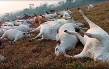 Raio mata 98 cabeças de gado em propriedade rural em Rondônia