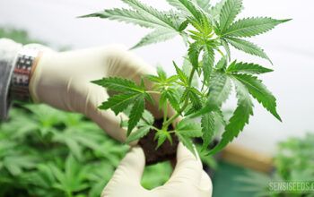 STJ leva a julgamento autorização para cultivo de Cannabis medicinal