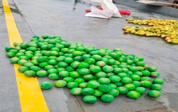 Cocaína em formato de limão é apreendida em embarcação próximo a Coari; a droga foi embarcada em Tabatinga (AM)