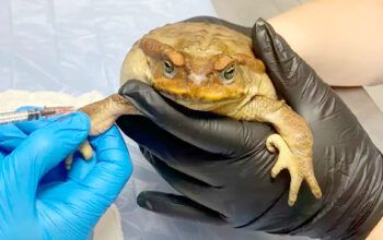 Sapo-cururu fêmea é encontrado com boca colada e passa por cirurgia; MP investiga suspeita de ritual