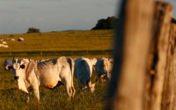 Homem tenta estuprar vaca, leva coice e morre com camisinha no pênis